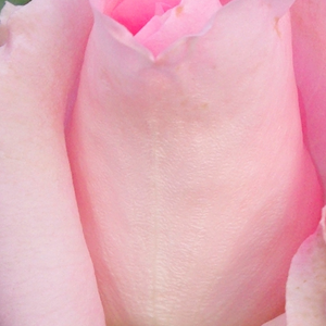 Поръчка на рози - Жълто - Розов - Чайно хибридни рози  - интензивен аромат - Pоза Аурелия - - - Красива стърчива роза.Дълго расте,подходяща за подрязване